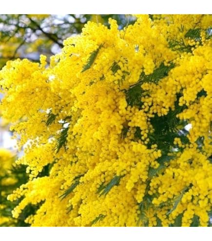 Amazon.co.jp: 花木苗 ミモザアカシア ロングポット苗 1株 / 国華園 25